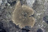Image of Endocarpon diffractellum