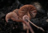Mycena californiensis image