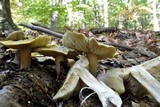 Tricholoma sejunctum image