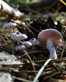 Inocybe lilacina image