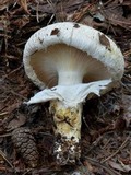 Catathelasma ventricosum image