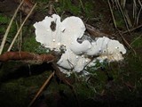 Heterobasidion annosum image