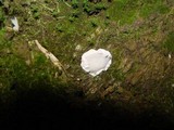 Heterobasidion annosum image