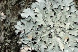 Parmotrema margaritatum image