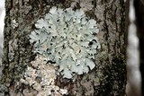 Parmotrema margaritatum image
