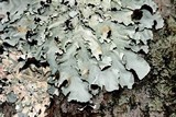 Parmotrema margaritatum image