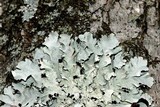 Parmotrema margaritatum image
