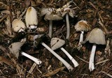 Coprinellus flocculosus image