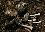 Coprinellus flocculosus image