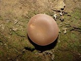 Imleria badia image