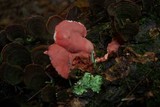 Phlebia incarnata image