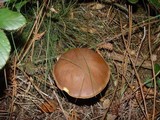 Imleria badia image