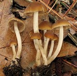 Psathyrella piluliformis image