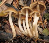 Psathyrella piluliformis image