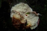 Phlebia incarnata image