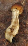 Psathyrella piluliformis image