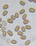 Psathyrella piluliformis image