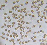Psathyrella piluliformis image