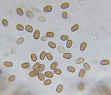Psathyrella piluliformis image