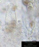Psathyrella piluliformis image