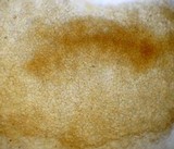 Psathyrella piluliformis image