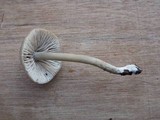 Entoloma rhombisporum image