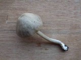 Entoloma rhombisporum image