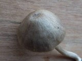 Entoloma rhombisporum image