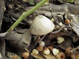 Entoloma rhombisporum image