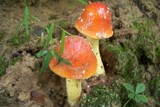 Amanita parcivolvata image