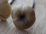 Entoloma exile image