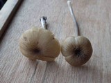 Entoloma exile image