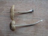Entoloma exile image