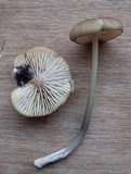 Entoloma exile image