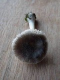 Pluteus salicinus image