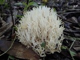 Ramariopsis kunzei image
