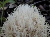 Ramariopsis kunzei image