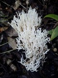 Ramariopsis kunzei image
