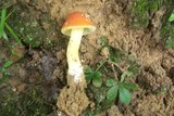 Amanita parcivolvata image