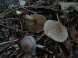 Cortinarius agathosmus image