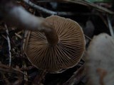 Cortinarius agathosmus image