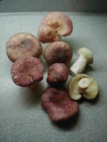 Russula cyanoxantha image