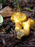 Phylloporus arenicola image