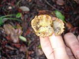 Phylloporus arenicola image