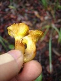 Phylloporus arenicola image
