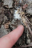 Radulodon copelandii image