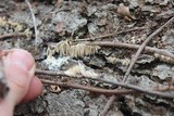 Radulodon copelandii image