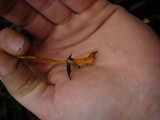 Mycena aurantiomarginata image