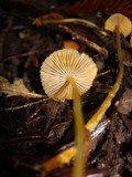 Mycena aurantiomarginata image