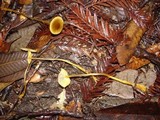 Mycena aurantiomarginata image